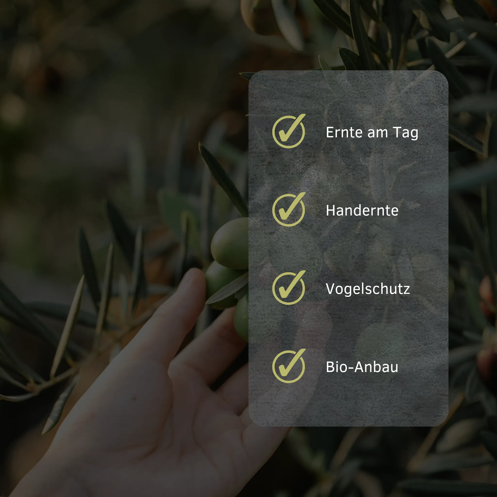 Hand pflückt grüne Oliven am Baum, daneben Icons für Tagernte, Handernte, Vogelschutz und Bio-Anbau bei Iline Organic	