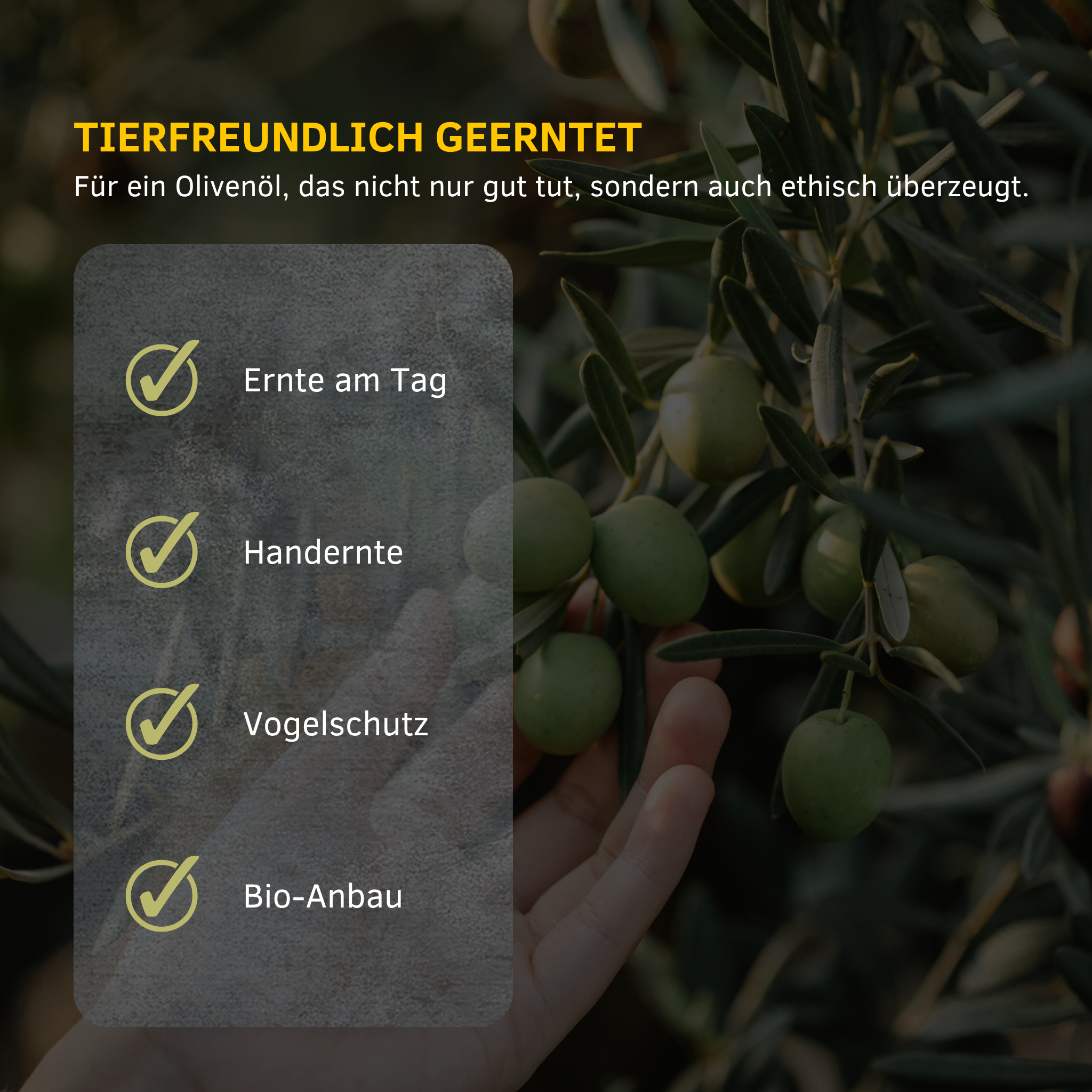 Hand pflückt grüne Oliven am Baum, daneben Icons für Tagernte, Handernte, Vogelschutz und Bio-Anbau bei Iline Organic