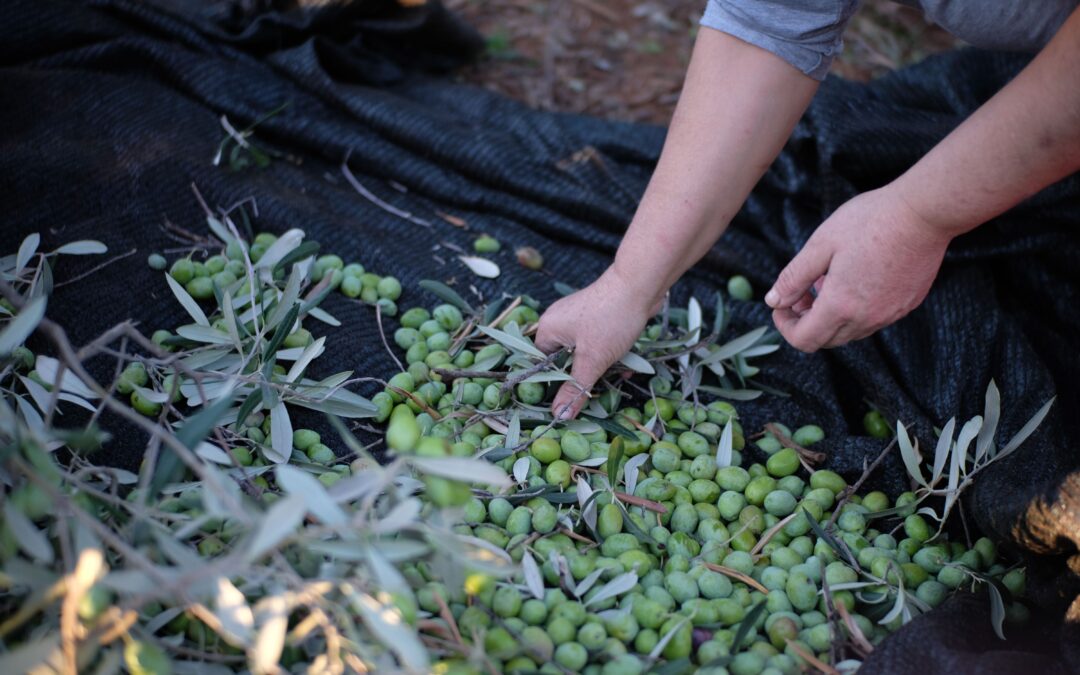 Detecting Fake Olive Oil: How to Check Authenticity